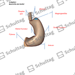 Vorschaubild von Arbeitsblatt