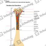 Vorschaubild von Arbeitsblatt