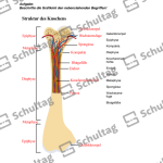 Vorschaubild von Arbeitsblatt