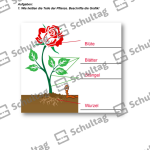 Vorschaubild von Arbeitsblatt