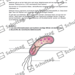 Vorschaubild von Arbeitsblatt