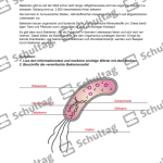 Vorschaubild von Arbeitsblatt