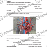 Vorschaubild von Arbeitsblatt