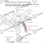 Vorschaubild von Arbeitsblatt