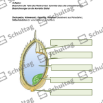 Vorschaubild von Arbeitsblatt