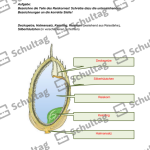 Vorschaubild von Arbeitsblatt