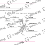 Vorschaubild von Arbeitsblatt