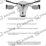 Vorschaubild von Arbeitsblatt