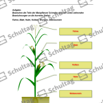 Vorschaubild von Arbeitsblatt
