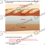 Vorschaubild von Arbeitsblatt