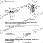 Vorschaubild von Arbeitsblatt