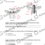 Vorschaubild von Arbeitsblatt