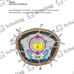 Vorschaubild von Arbeitsblatt