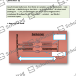 Vorschaubild von Arbeitsblatt