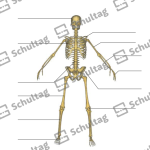 Vorschaubild von Arbeitsblatt