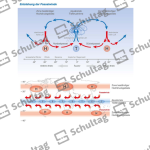 Vorschaubild von Arbeitsblatt