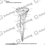 Vorschaubild von Arbeitsblatt