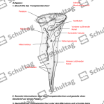 Vorschaubild von Arbeitsblatt