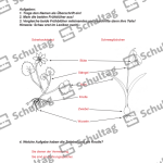 Vorschaubild von Arbeitsblatt