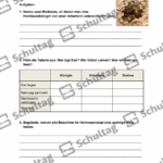 Vorschaubild von Arbeitsblatt