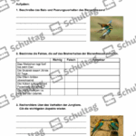 Vorschaubild von Arbeitsblatt