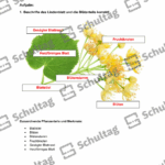 Vorschaubild von Arbeitsblatt
