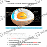 Vorschaubild von Arbeitsblatt