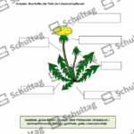 Vorschaubild von Arbeitsblatt