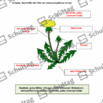 Vorschaubild von Arbeitsblatt