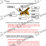 Vorschaubild von Arbeitsblatt