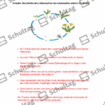 Vorschaubild von Arbeitsblatt