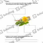 Vorschaubild von Arbeitsblatt