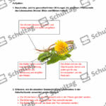 Vorschaubild von Arbeitsblatt