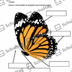 Vorschaubild von Arbeitsblatt