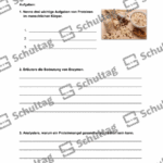 Vorschaubild von Arbeitsblatt