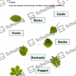 Vorschaubild von Arbeitsblatt