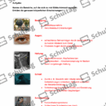 Vorschaubild von Arbeitsblatt