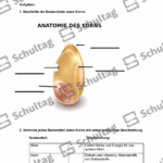 Vorschaubild von Arbeitsblatt