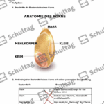 Vorschaubild von Arbeitsblatt