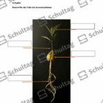 Vorschaubild von Arbeitsblatt