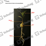 Vorschaubild von Arbeitsblatt