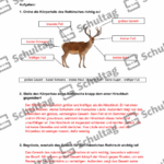 Vorschaubild von Arbeitsblatt