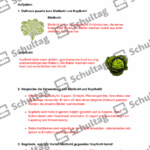 Vorschaubild von Arbeitsblatt