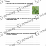 Vorschaubild von Arbeitsblatt