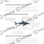 Vorschaubild von Arbeitsblatt