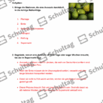 Vorschaubild von Arbeitsblatt