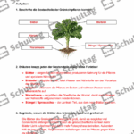 Vorschaubild von Arbeitsblatt