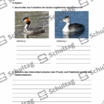 Vorschaubild von Arbeitsblatt