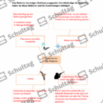 Vorschaubild von Arbeitsblatt