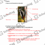 Vorschaubild von Arbeitsblatt